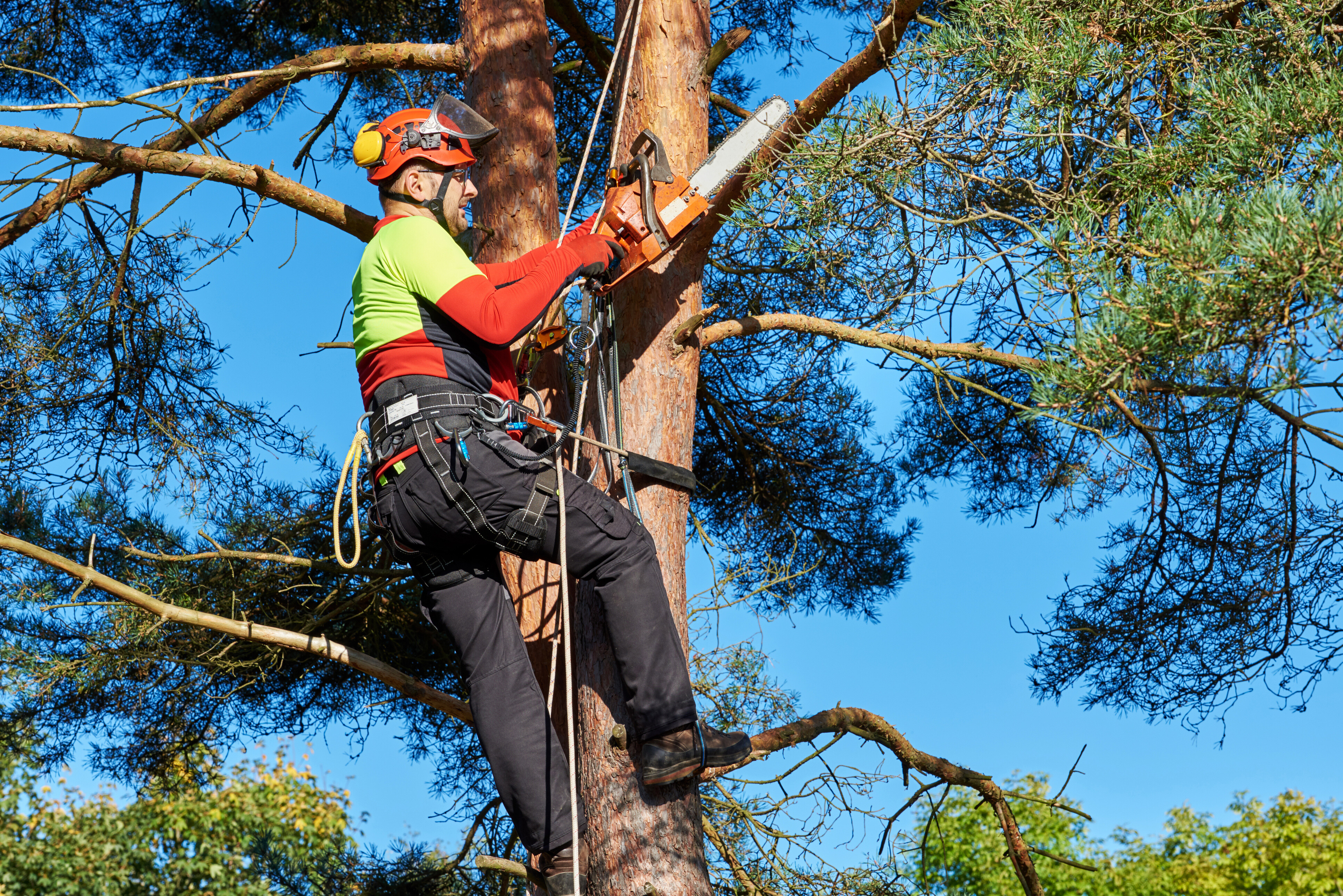Tasker performing a Tree Surgeons job.